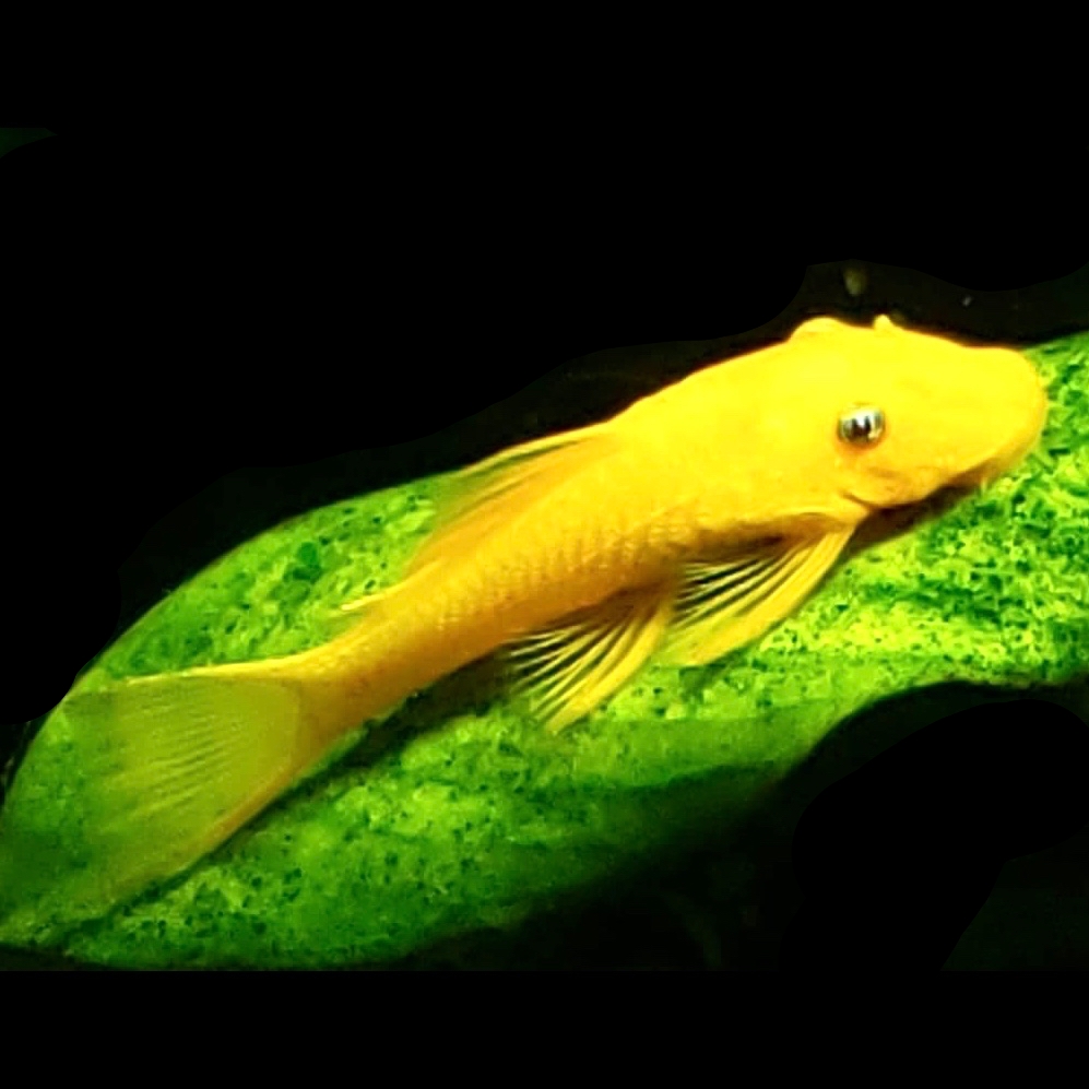 Ancistr.temmincki   L144  blauwoog SM